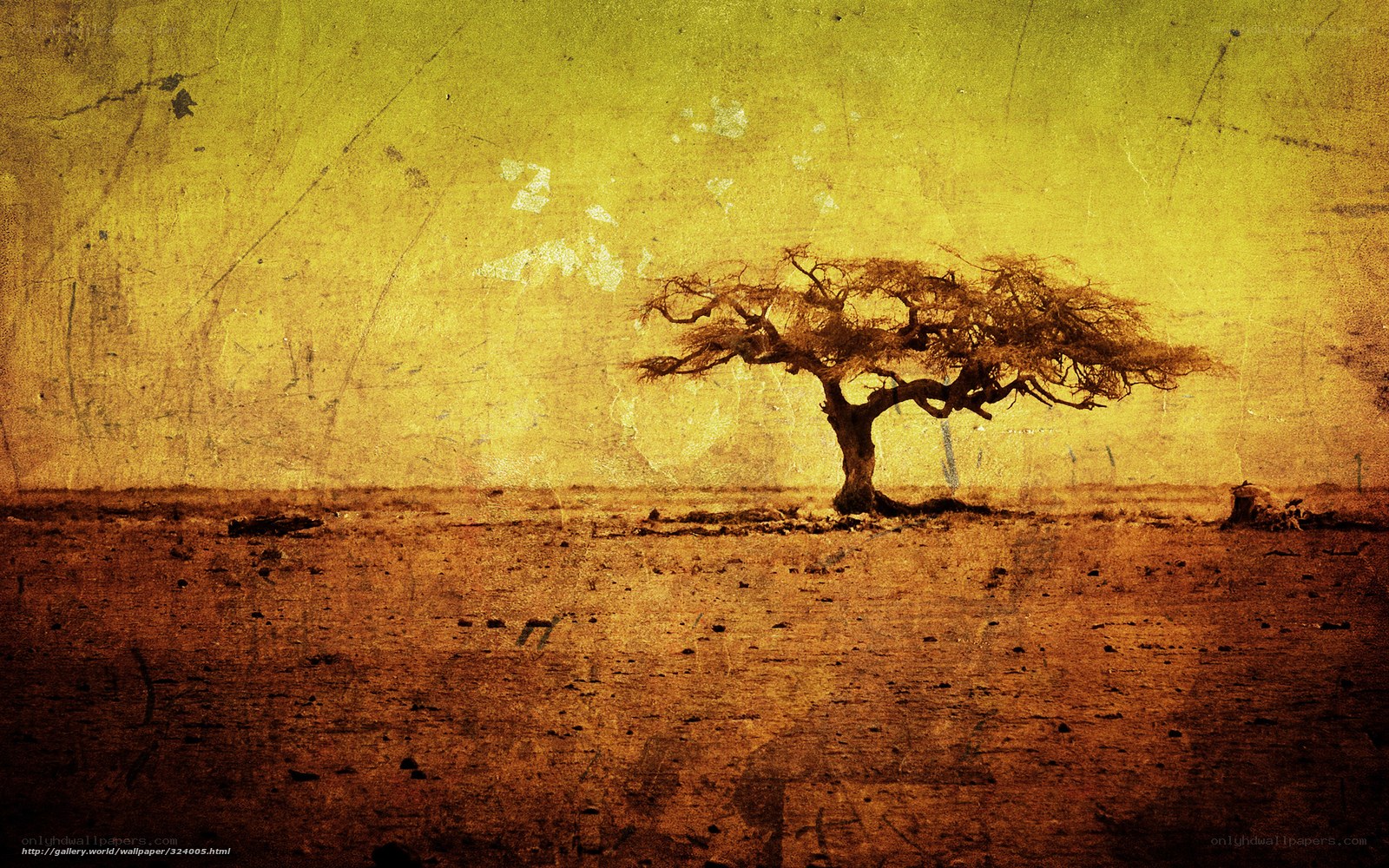 solitary tree in desert