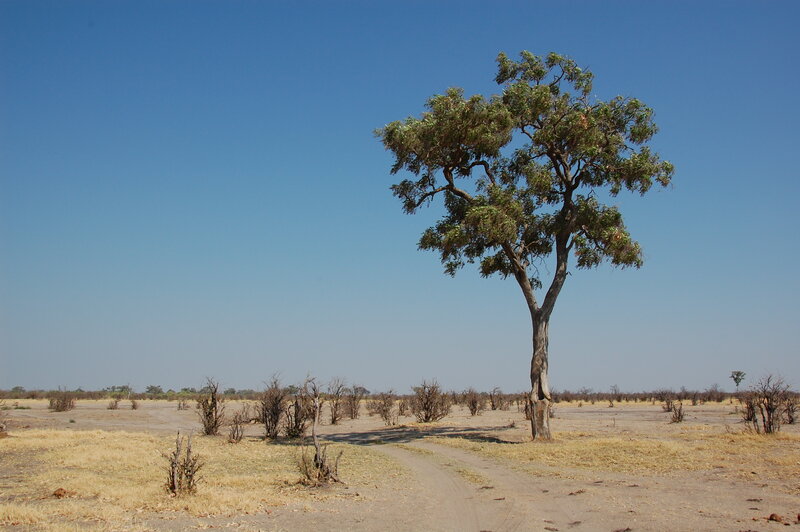 Solitary tree in dry landscape