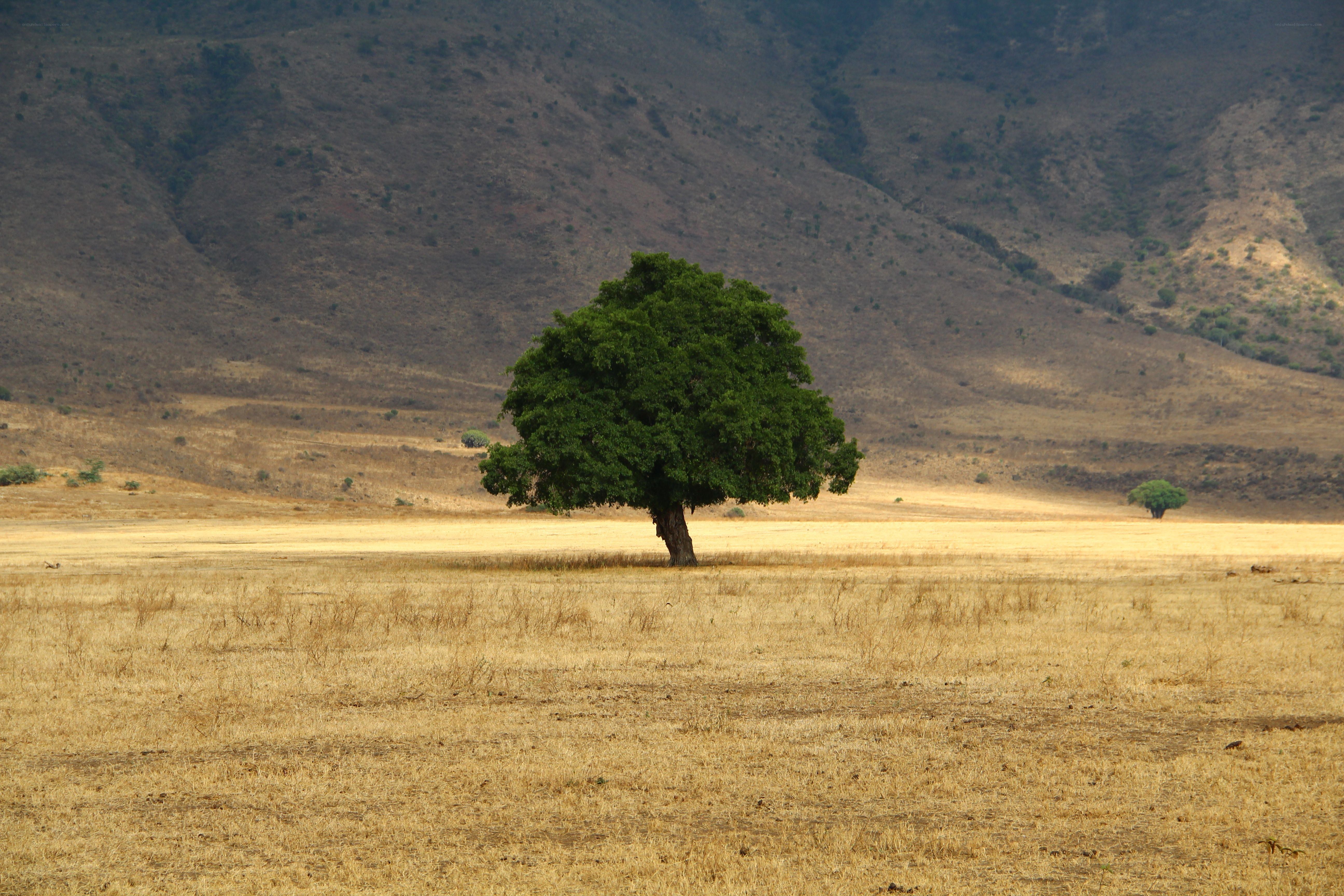 Solitary tree in dry landscape