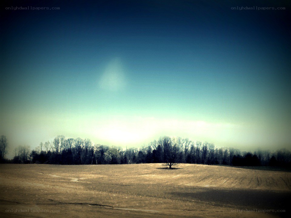 solitary tree in field