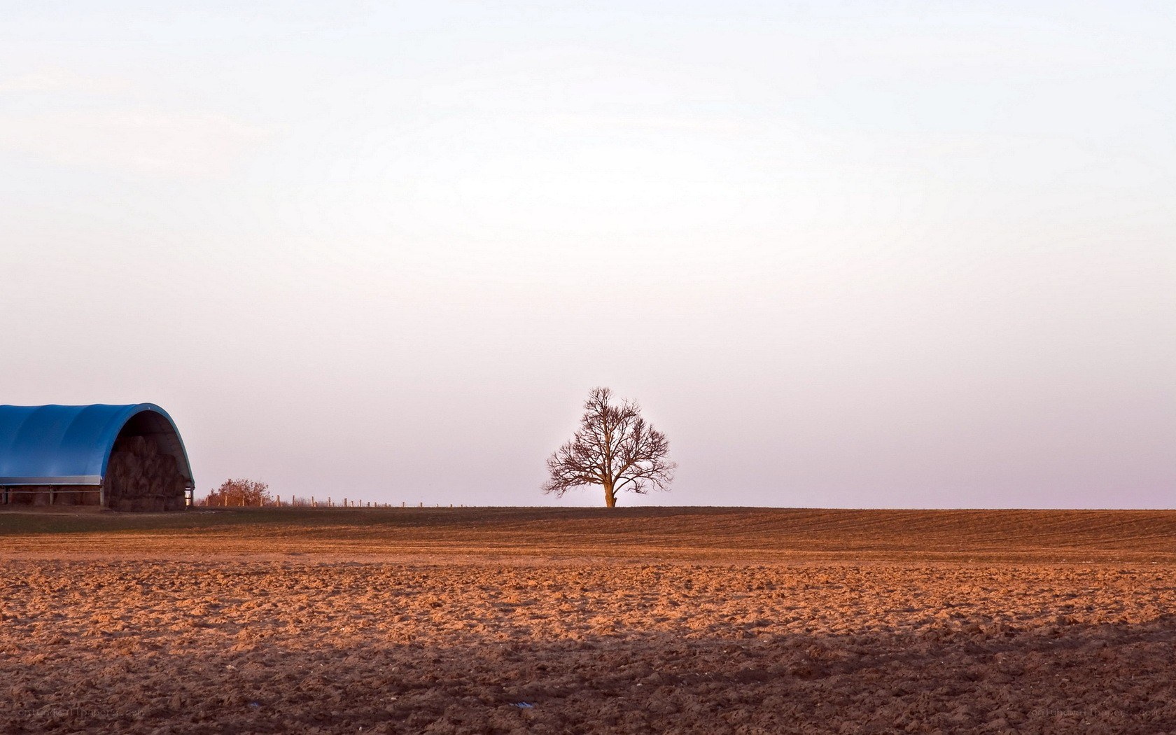 solitary tree in field