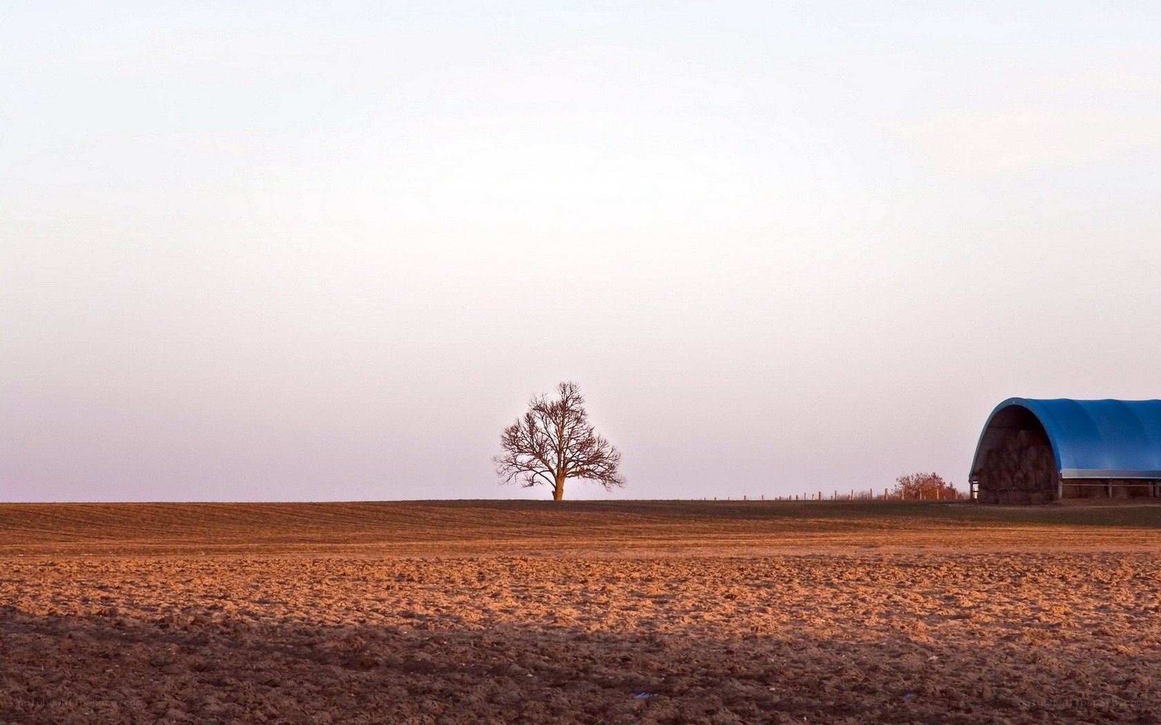 solitary tree in field