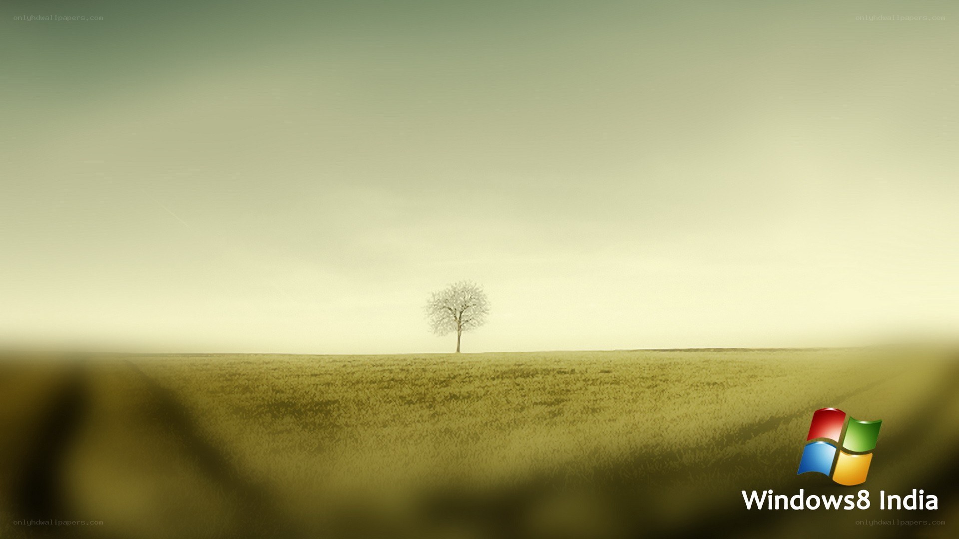 solitary tree in field