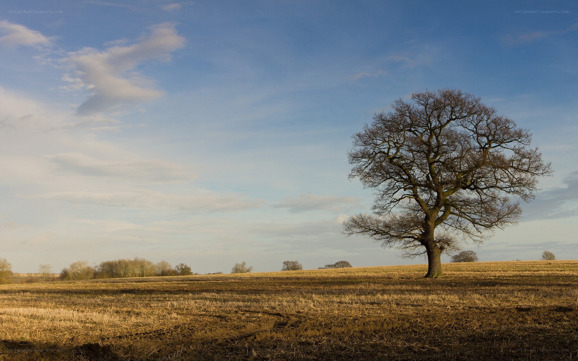 solitary tree in field