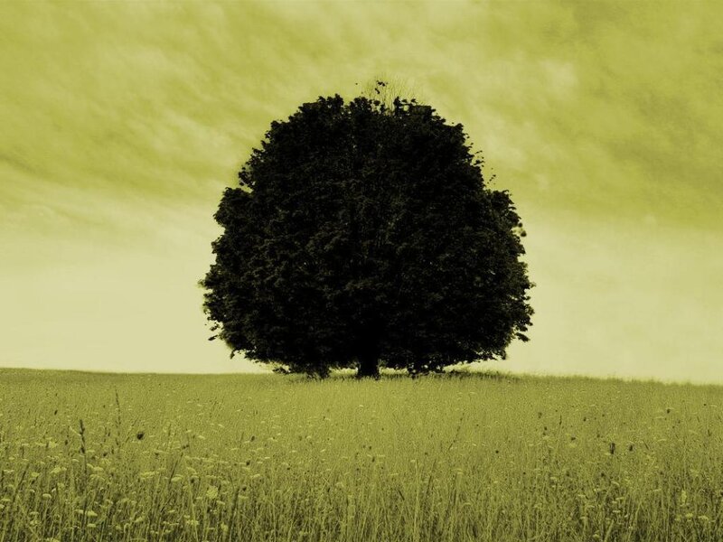 solitary tree in field