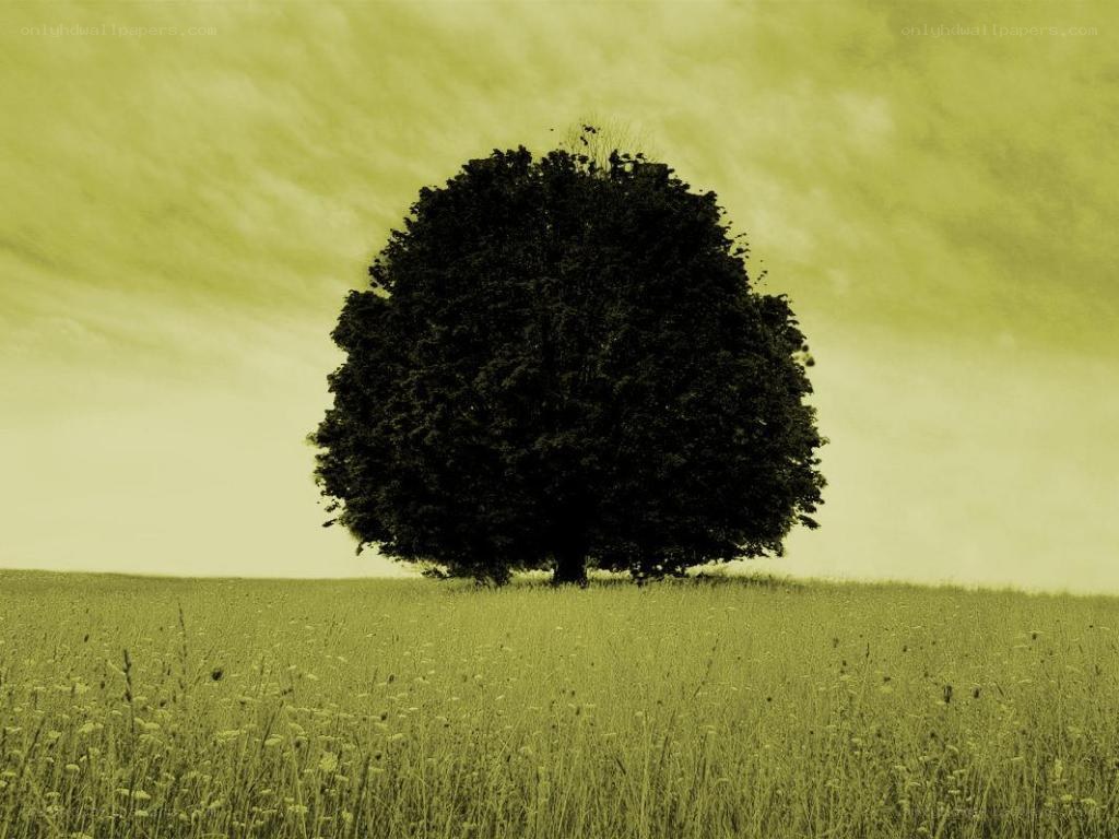solitary tree in field