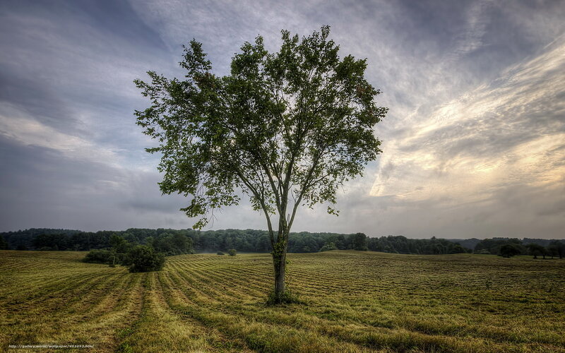 solitary tree in field