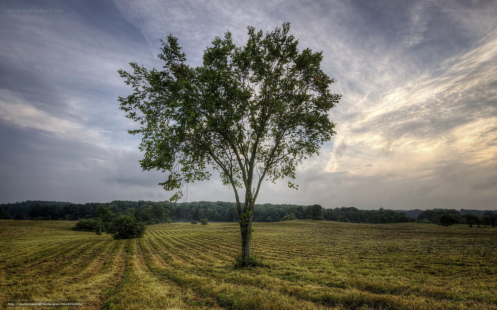 solitary tree in field
