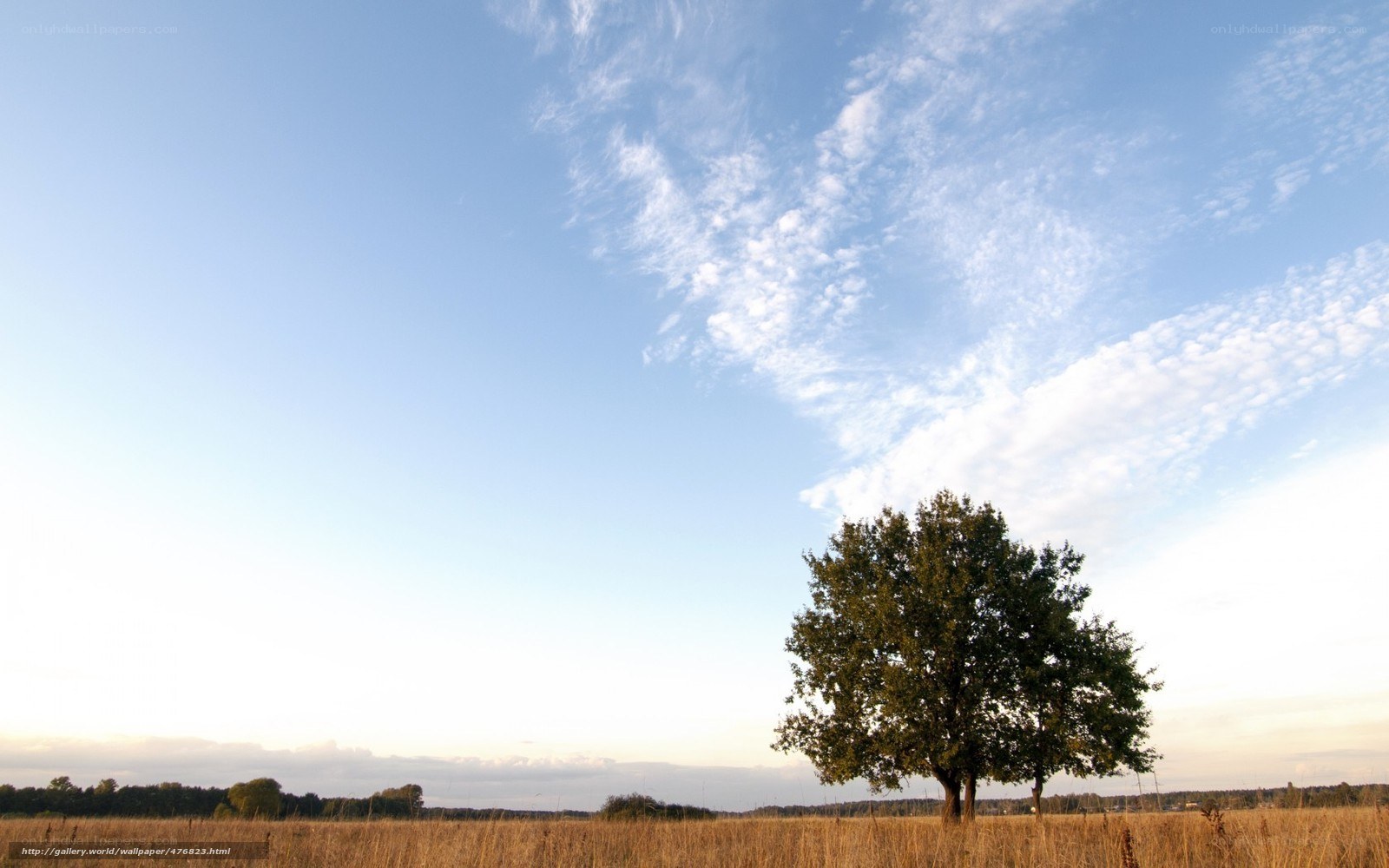 solitary tree in field