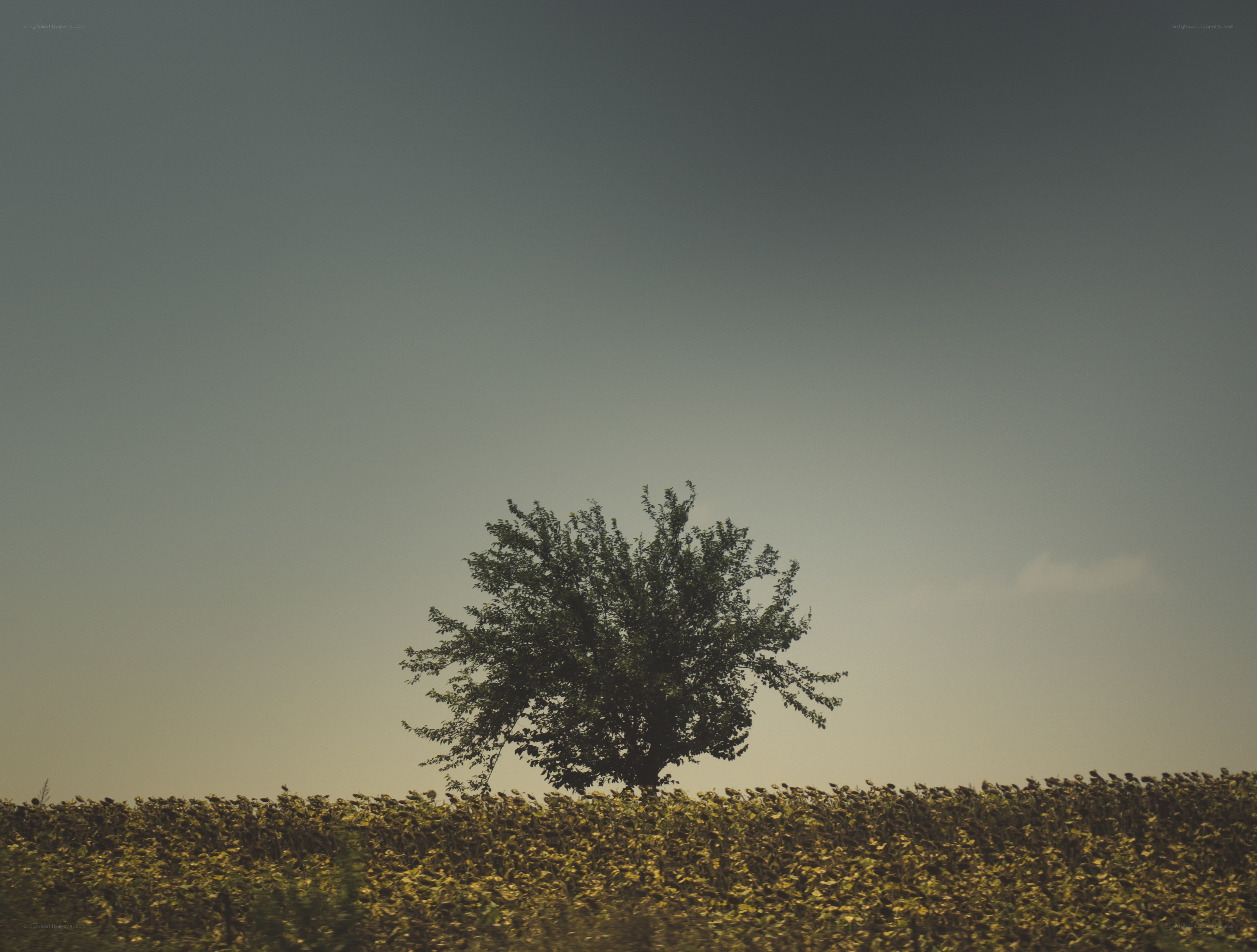 solitary tree in field