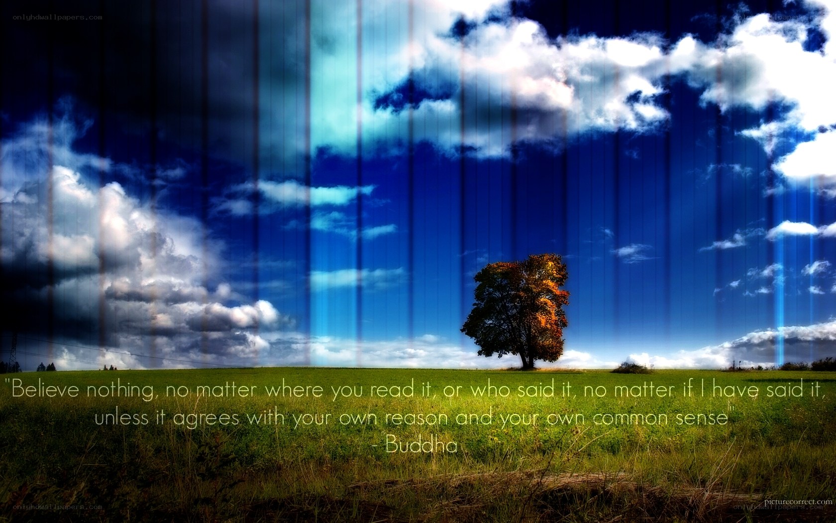 solitary tree in field