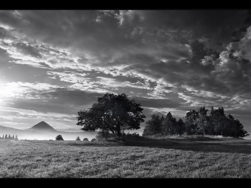 Solitary Tree in Field — Black, Dramatic, Morning, Photograph, Clouds
