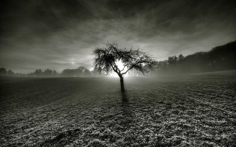 Solitary Tree in Field — Black, Dramatic, Morning, Photograph