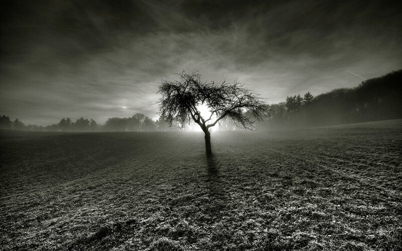 Solitary Tree in Field — Black, Dramatic, Morning