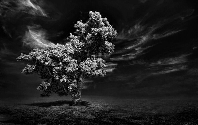 Solitary Tree in Field — Black, Dramatic, Night