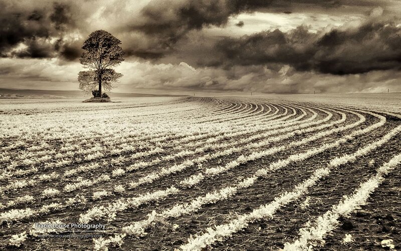 Solitary Tree in Field — Black, Dramatic, Photograph