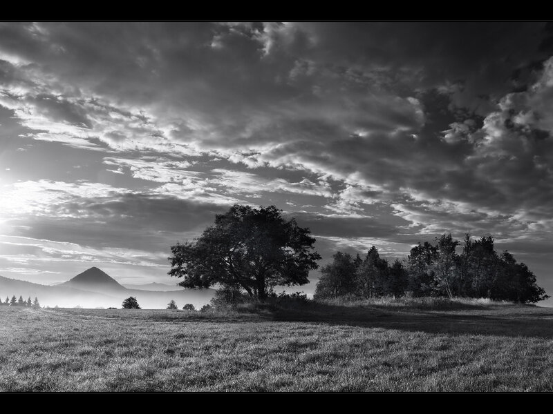 Solitary Tree in Field — Black, Dramatic