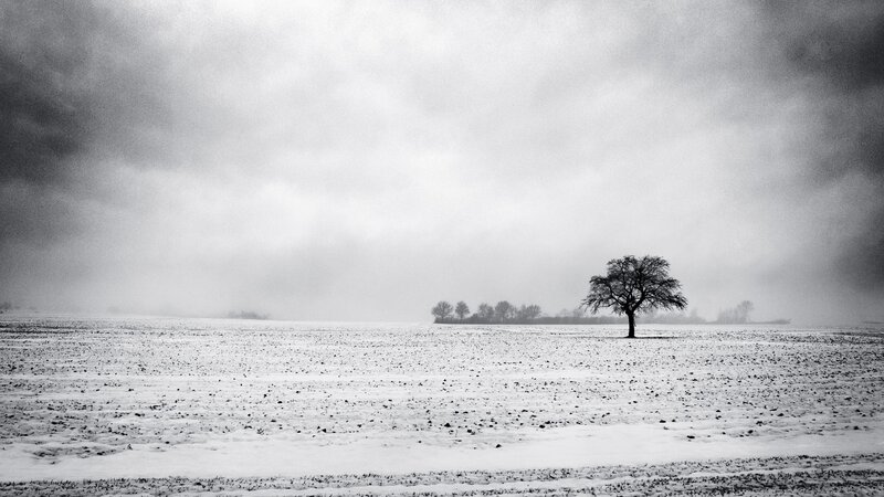 Solitary Tree in Field — Black, Dreary
