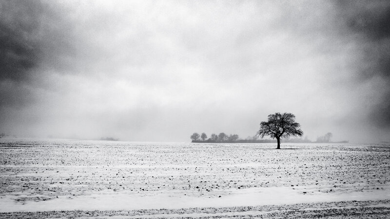 Solitary Tree in Field — Black, Somber
