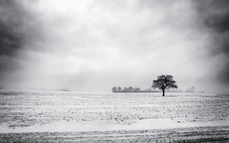 Solitary Tree in Field — Black