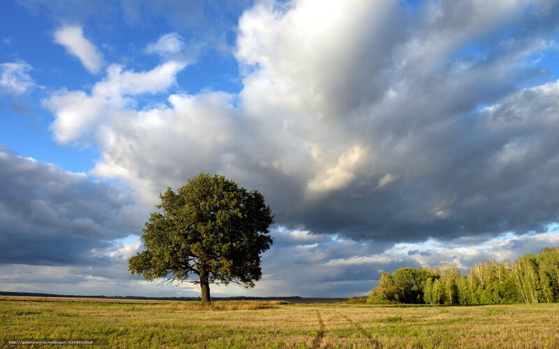 Solitary Tree in Field — Blue, Dramatic, Afternoon, Photograph, Clouds