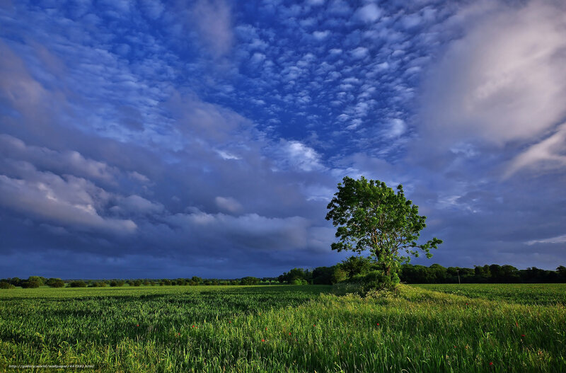 Solitary Tree in Field — Blue, Dramatic, Afternoon, Photograph, Clouds, Trees