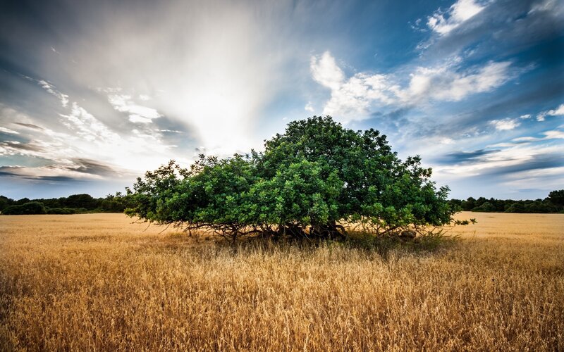 Solitary Tree in Field — Blue, Dramatic, Afternoon