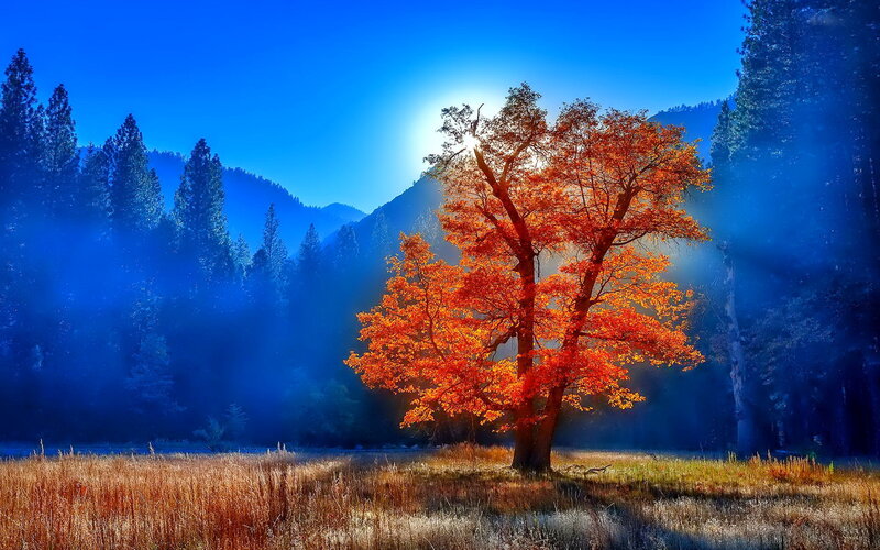 Solitary Tree in Field — Blue, Dramatic, Autumn, Photograph