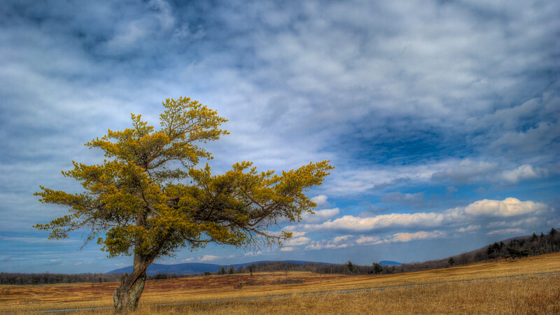 Solitary Tree in Field — Blue, Dramatic, Autumn