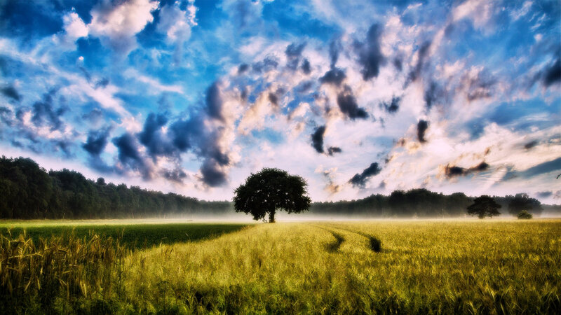Solitary Tree in Field — Blue, Dramatic, Morning