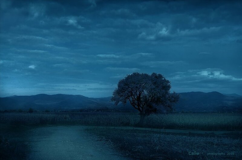 Solitary Tree in Field — Blue, Dramatic, Night, Photograph, Mountains