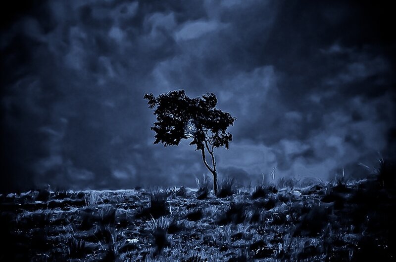 Solitary Tree in Field — Blue, Dramatic, Night, Photograph, Sky