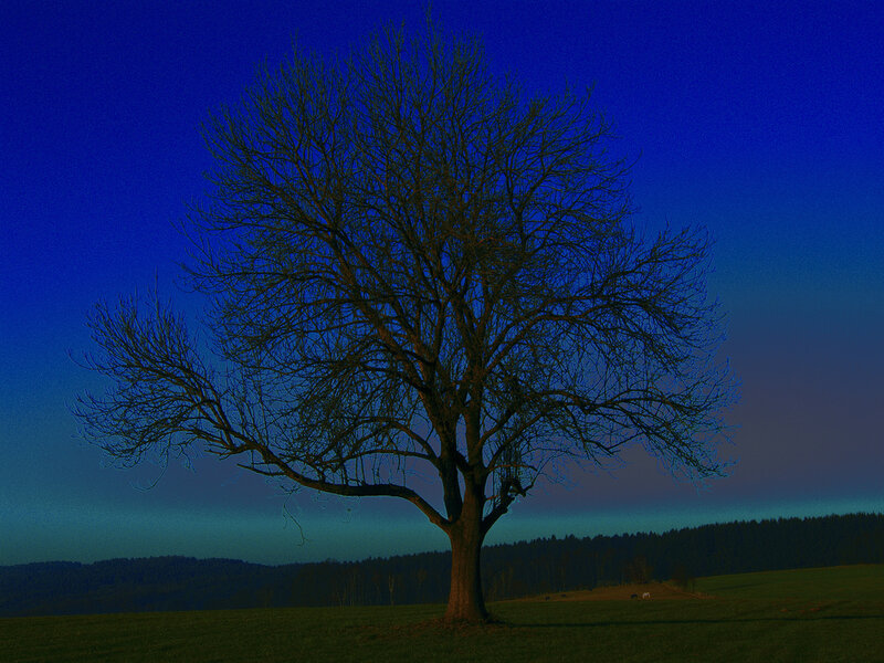 Solitary Tree in Field — Blue, Dramatic, Night, Photograph