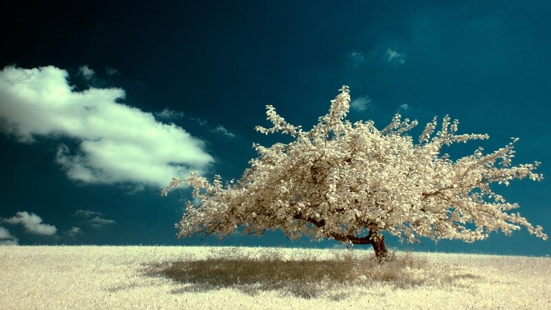Solitary Tree in Field — Blue, Dramatic, Photograph, Clouds