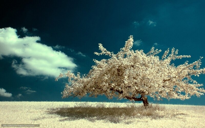 Solitary Tree in Field — Blue, Dramatic, Photograph