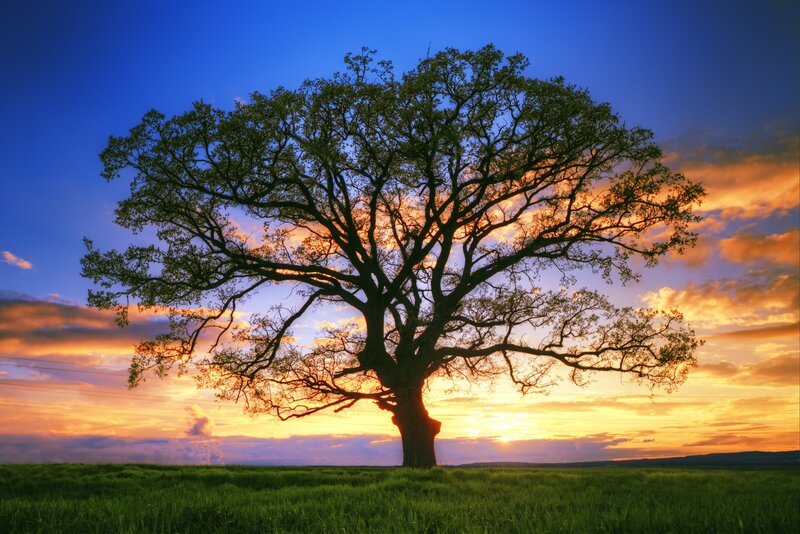 Solitary Tree in Field — Blue, Dramatic, Sunset, Photograph, Sky