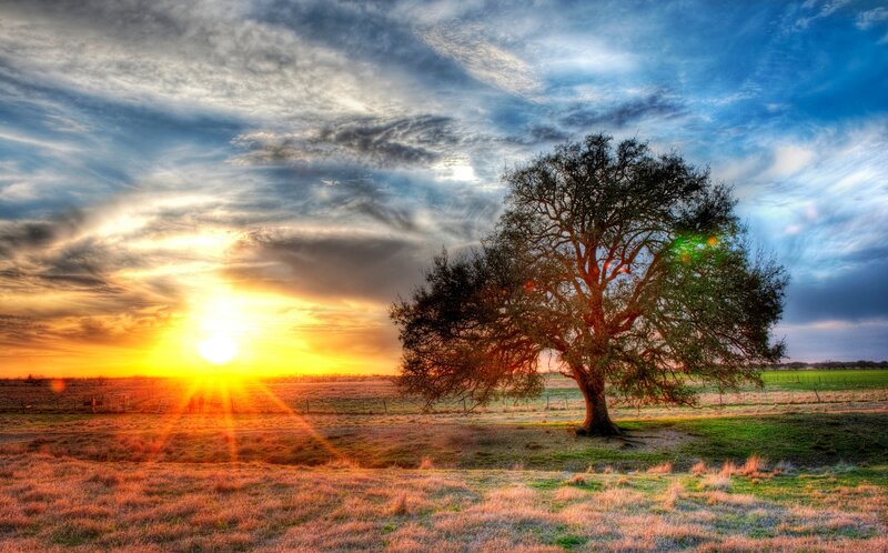 Solitary Tree in Field — Blue, Dramatic, Sunset, Photograph, Sun, Clouds, Fence, Yellow