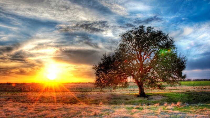 Solitary Tree in Field — Blue, Dramatic, Sunset, Photograph, Sun, Clouds