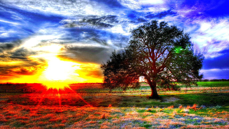 Solitary Tree in Field — Blue, Dramatic, Sunset, Photograph, Sun