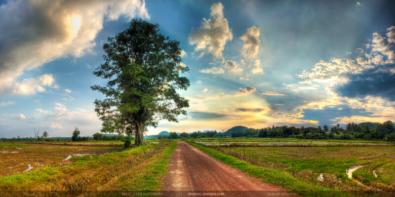 Solitary Tree in Field — Blue, Dramatic, Sunset, Photograph