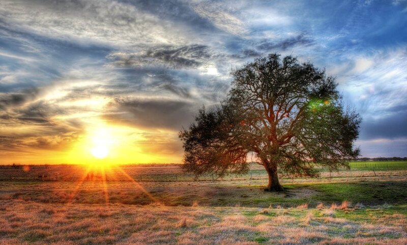 Solitary Tree in Field — Blue, Dramatic, Sunset