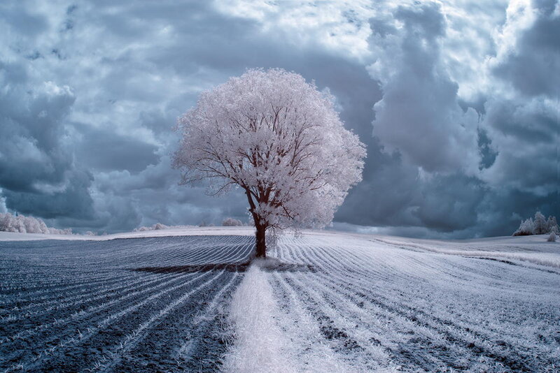 Solitary Tree in Field — Blue, Dramatic, Winter