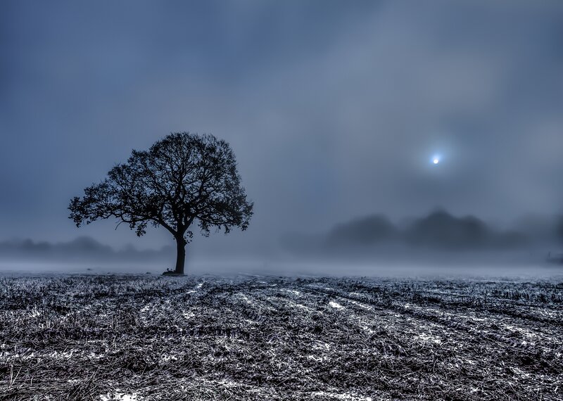 Solitary Tree in Field — Blue, Moody, Night