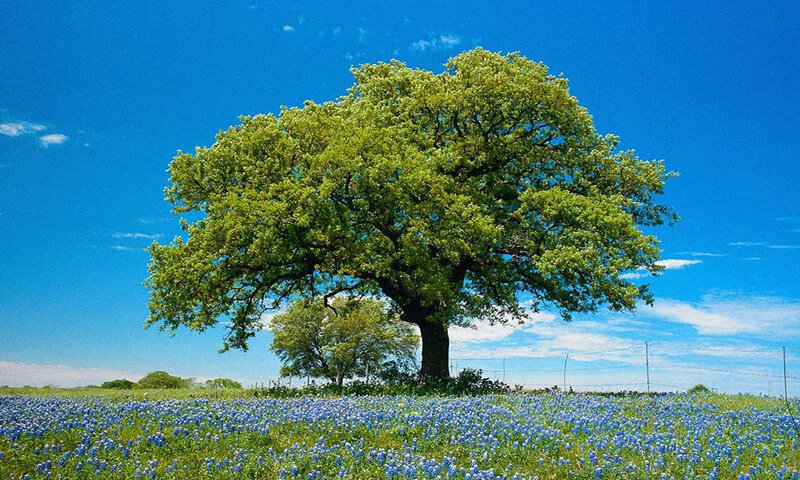Solitary Tree in Field — Blue, Serene, Afternoon, Photograph, Bluebonnets