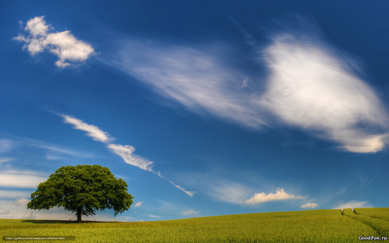 Solitary Tree in Field — Blue, Serene, Afternoon, Photograph, Clouds, Sky