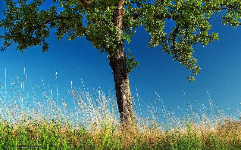 Solitary Tree in Field — Blue, Serene, Afternoon, Photograph, Grass, Sky