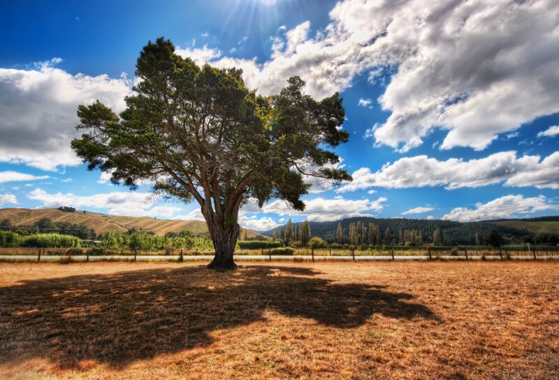 Solitary Tree in Field — Blue, Serene, Afternoon, Photograph, Hills, Clouds, Green