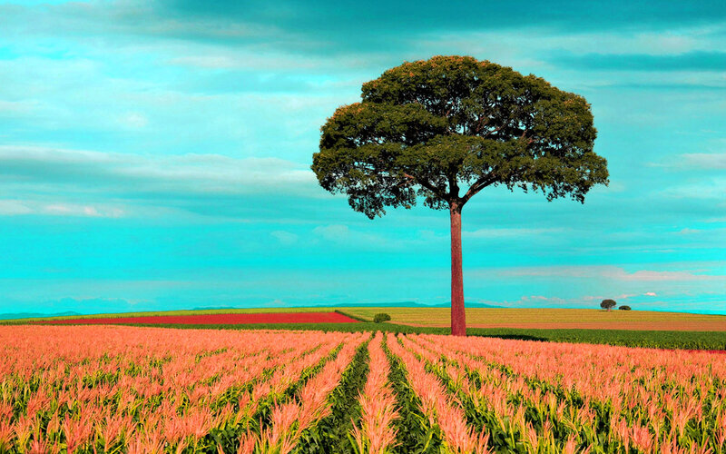 Solitary Tree in Field — Blue, Serene, Afternoon, Photograph, Sky