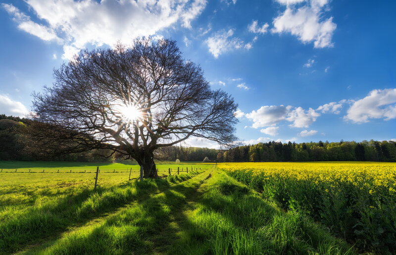 Solitary Tree in Field — Blue, Serene, Afternoon, Photograph, Sun
