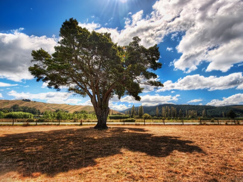 Solitary Tree in Field — Blue, Serene, Afternoon